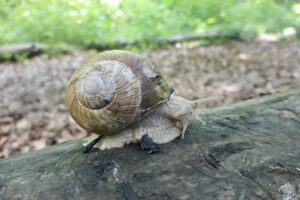 Schnecke beobachten